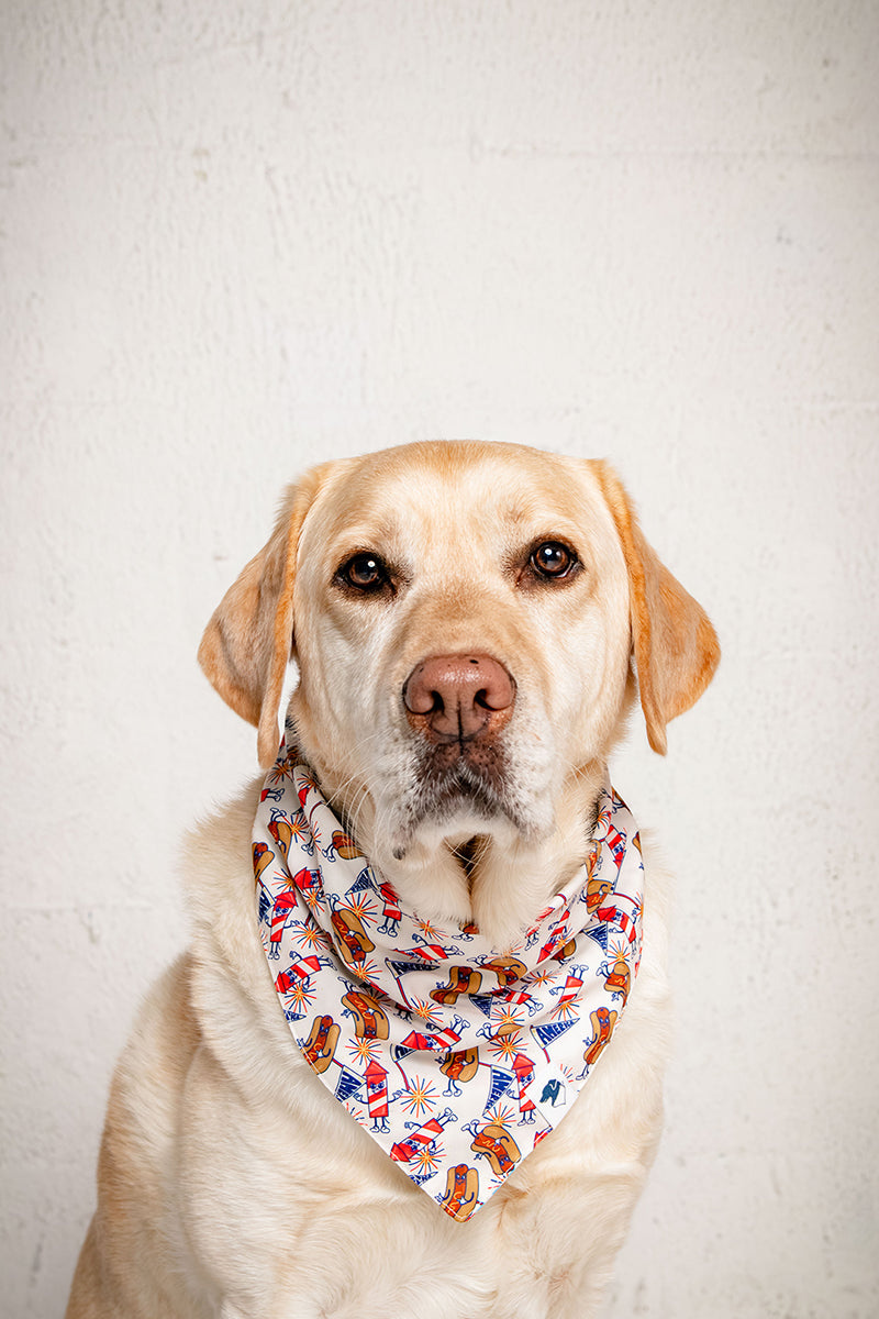 Dog wearing a 4th of July Bandana with a white background
