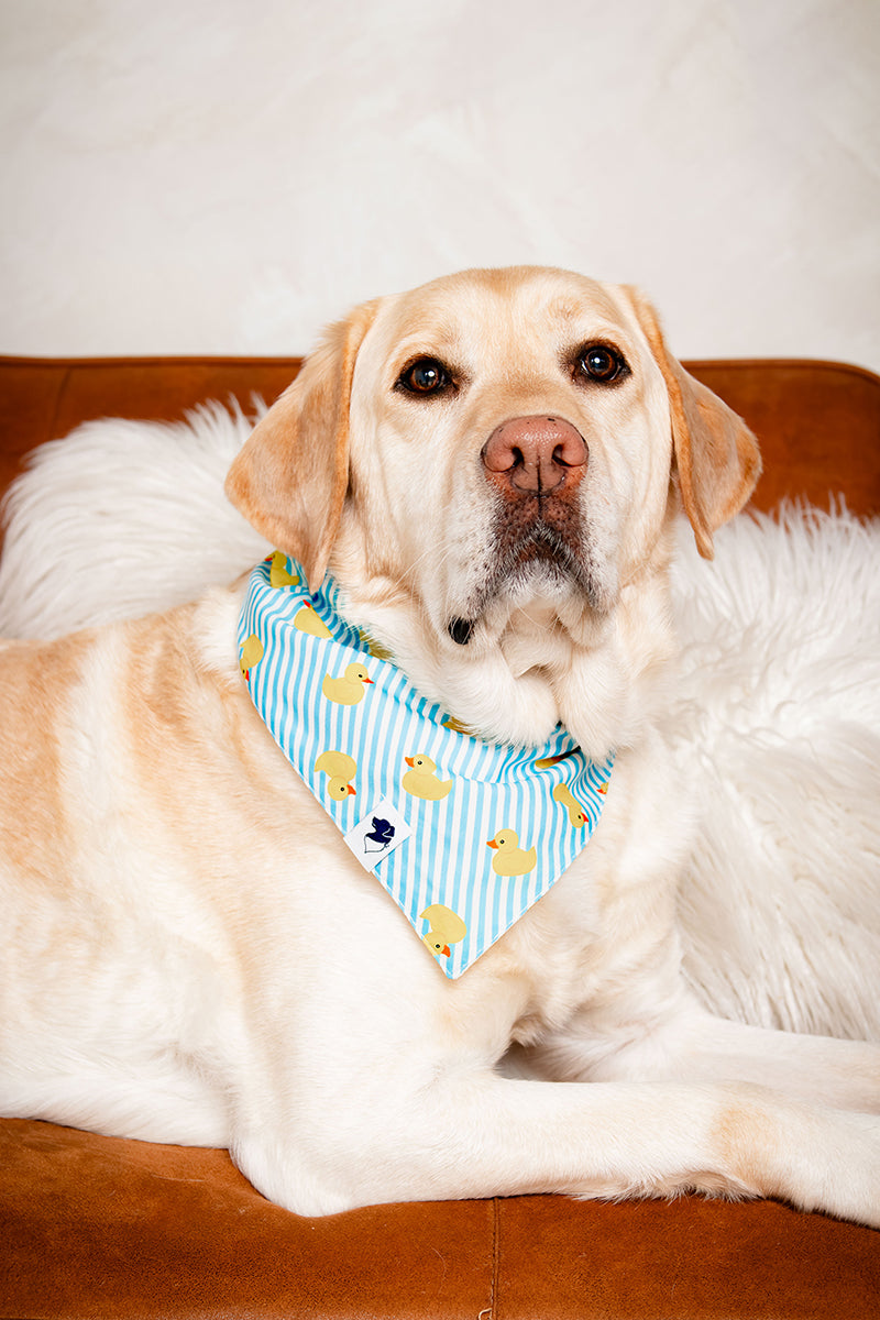 Dog wearing a blue bandana with yellow duck patterns on a brown couch.