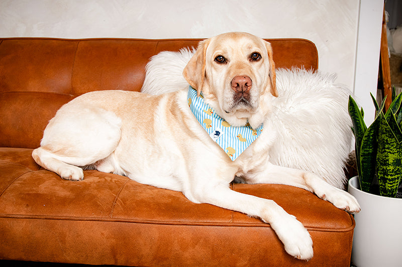 Dog wearing a blue bandana with ducks sitting on a brown leather couch with a white pillow.