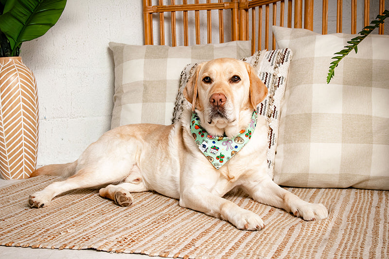 Dog wearing our farmers market bandana laying on a rug with wicker furniture, light pillows and a plant in the background.