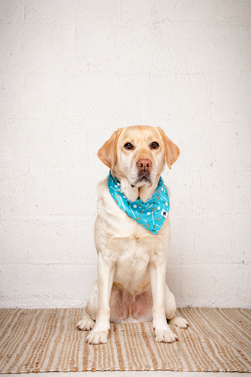 Dog wearing a blue golf bandana sitting on a rug against a white brick wall.