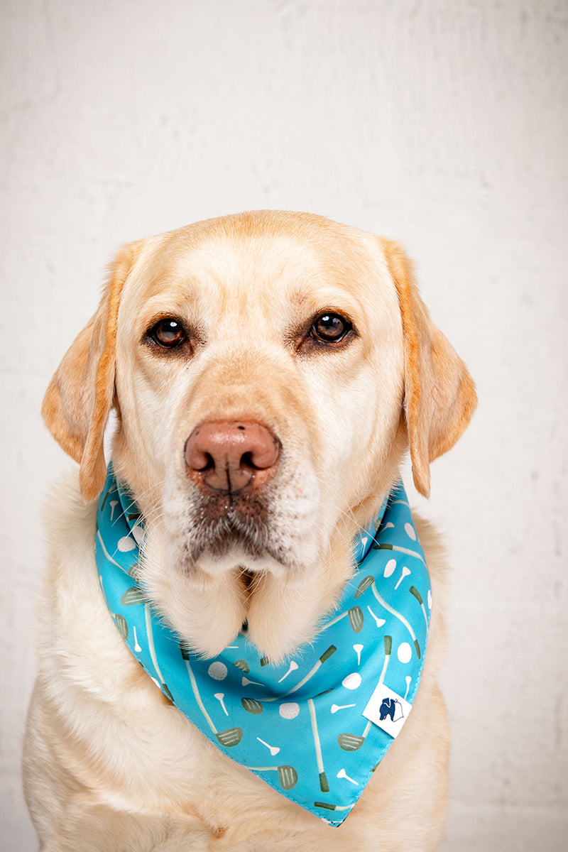 Dog wearing a blue bandana with a pattern on a plain background