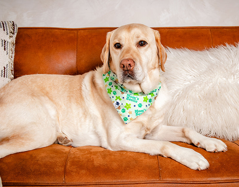 Dog wearing a colorful mom's bestie bandana celebrating mothers day laying on a beige couch.