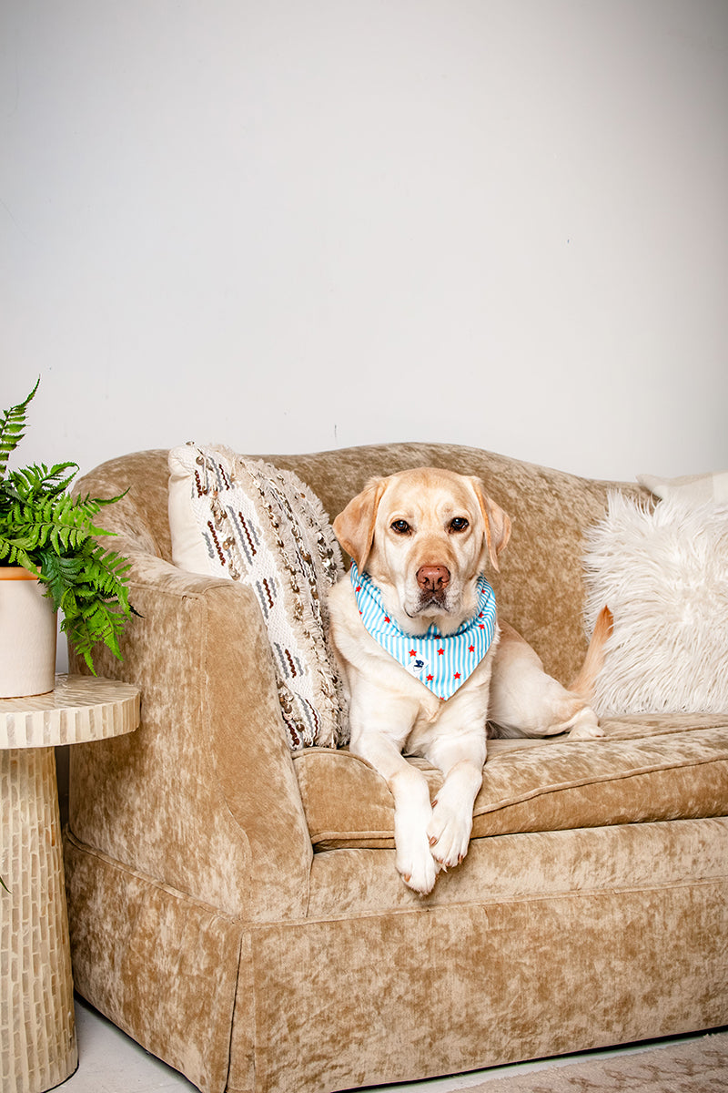 Dog sitting on a beige sofa with a blue bandana, surrounded by decorative pillows and a plant.