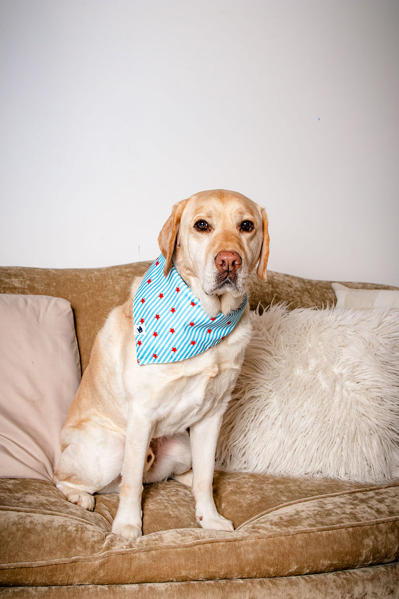Dog wearing a blue bandana with red polka dots sitting on a beige couch.