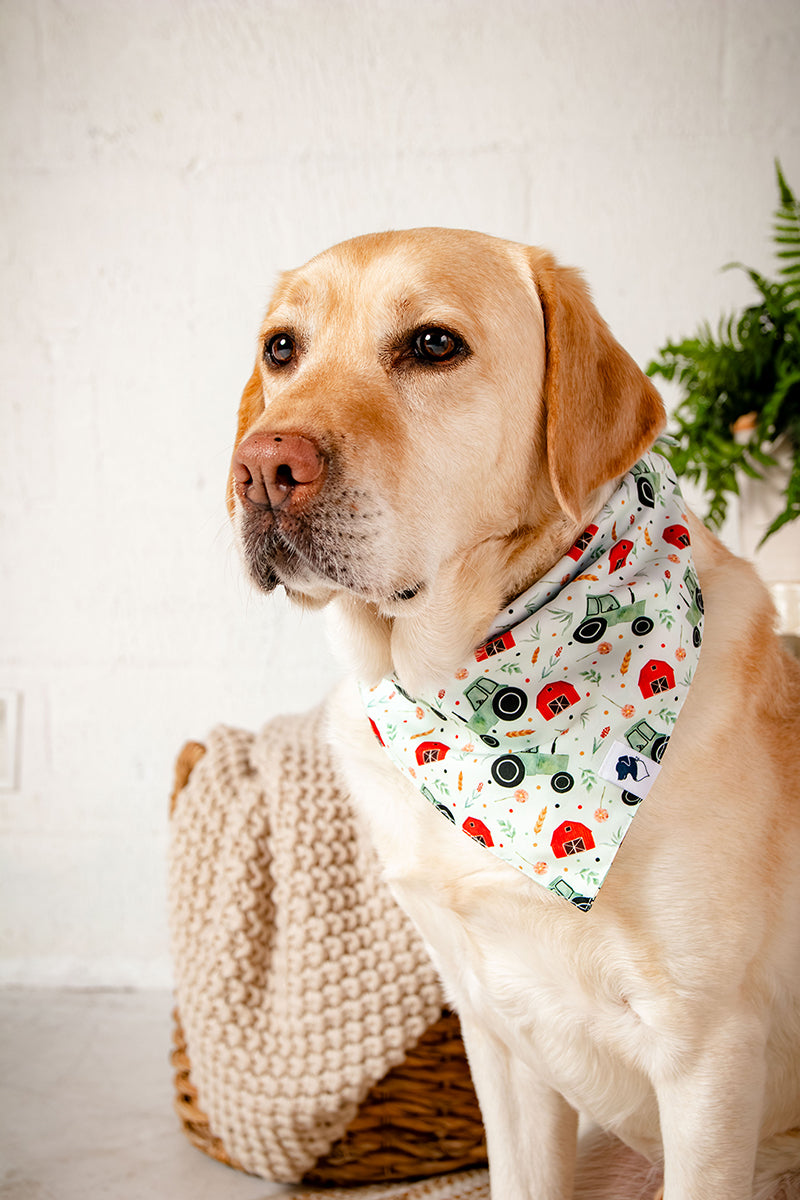 Dog wearing a bandana with a car pattern, sitting indoors.