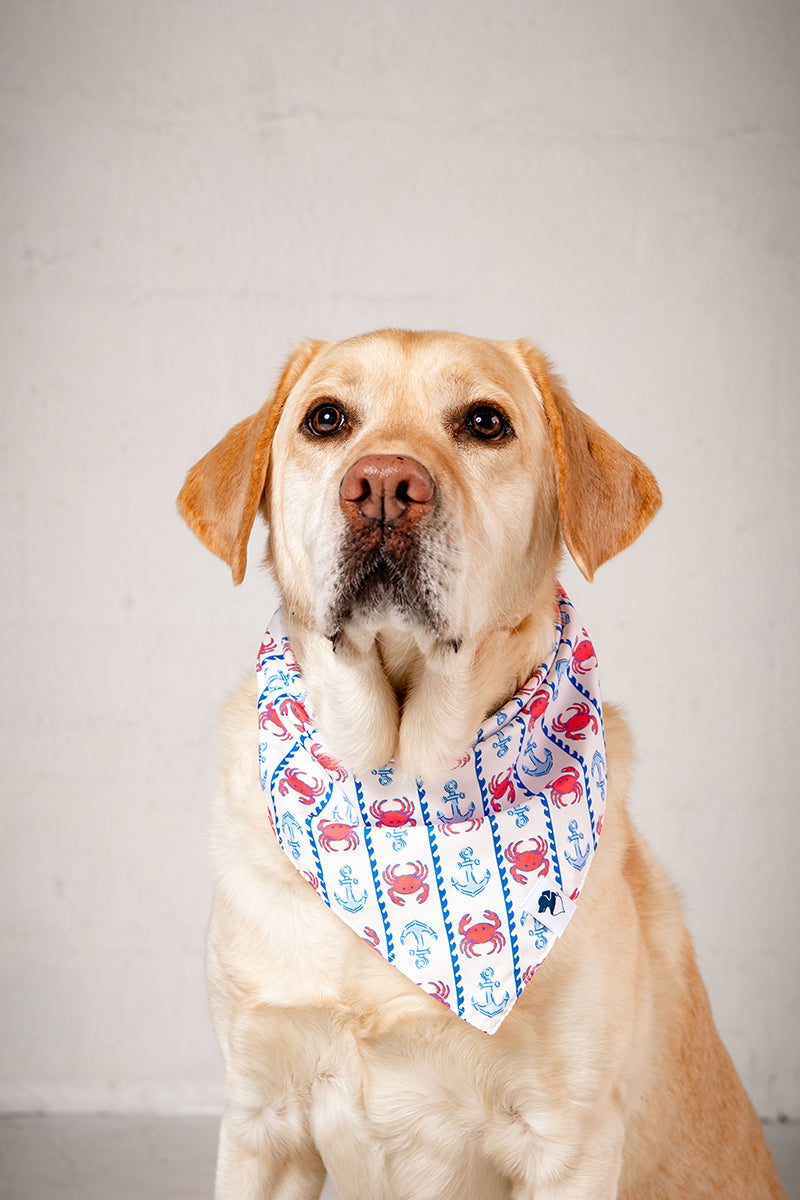 Dog wearing a colorful bandana with a pattern of crabs, and anchors on a plain background.