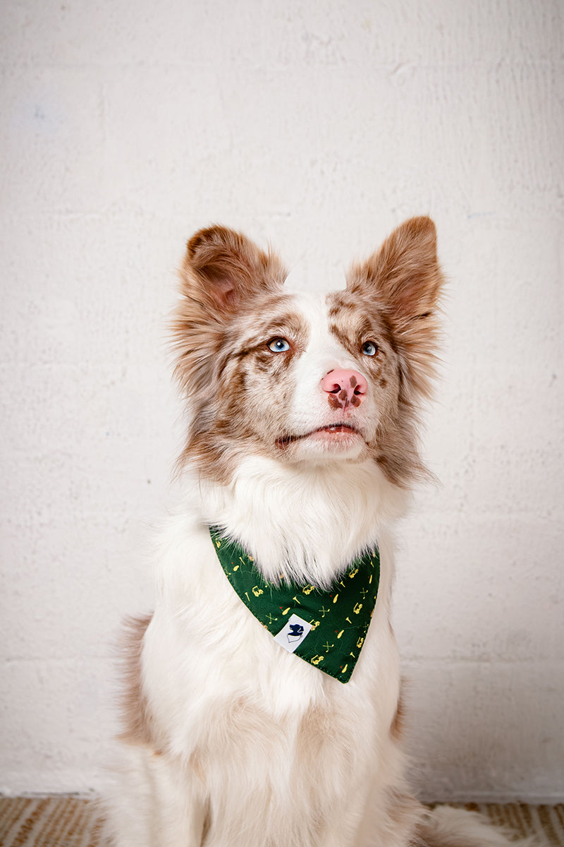Dog wearing a green bandana with a white background
