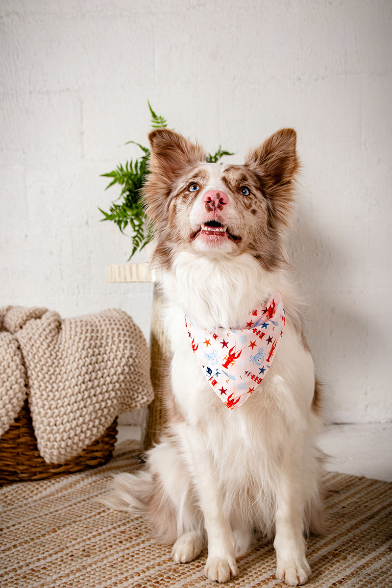 Dog wearing a bandana sitting on a rug with a plant and basket in the background