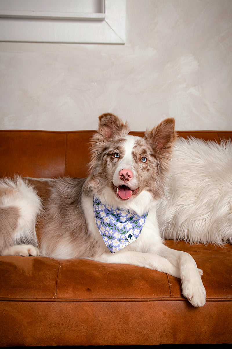 Dog wearing a lavender floral colored bandana on a brown couch with a neutral background