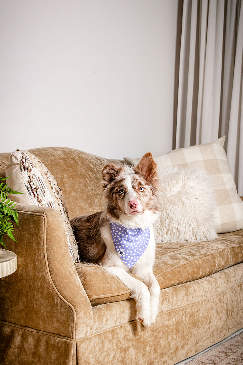 Dog sitting on a beige sofa with decorative pillows and a plant in the background