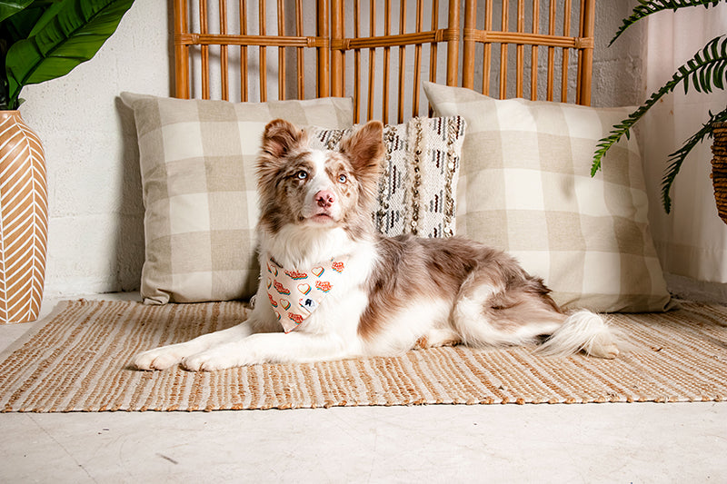 Dog sitting on a rug in a cozy living room with pillows and plants.