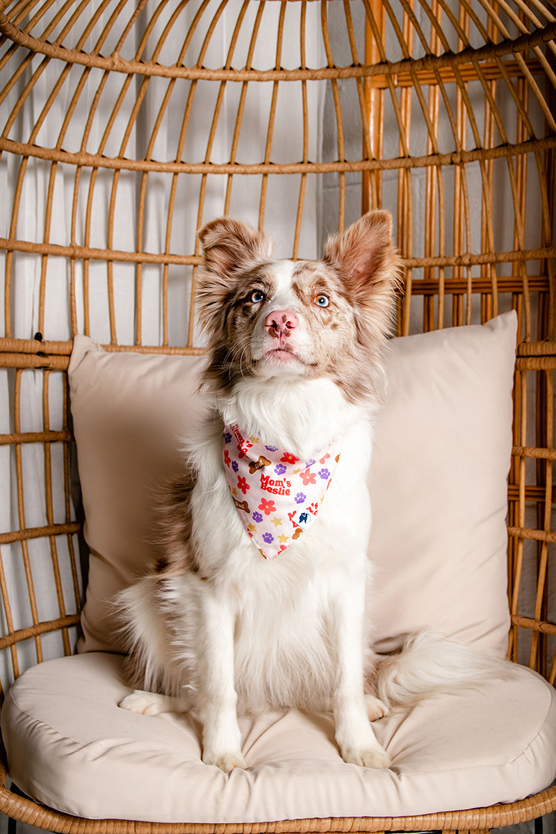 Dog wearing a colorful bandana sitting on a cushioned chair with a wicker backrest.