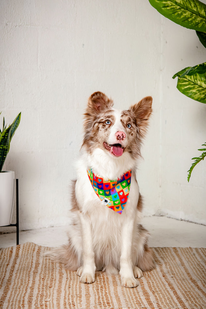 Dog wearing a colorful bandana sitting on a rug with plants in the background
