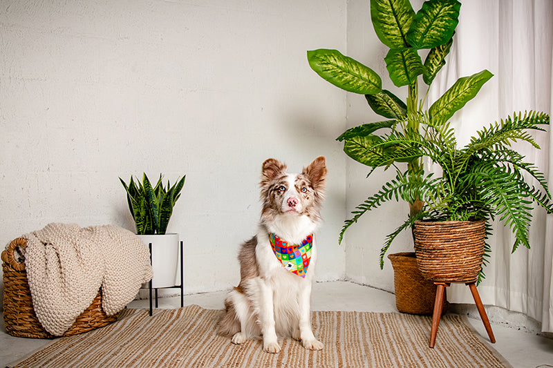 Dog sitting on a rug with plants in a room