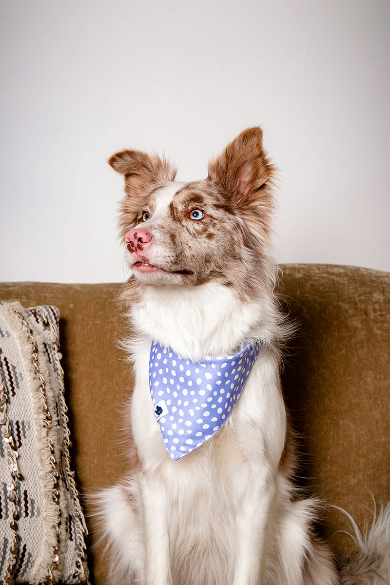 Dog wearing a blue polka dot bandana sitting on a brown couch.