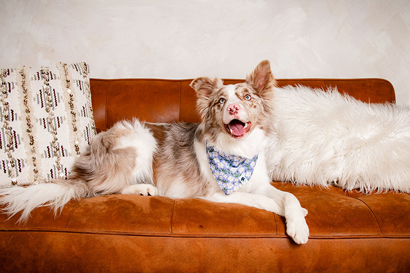 Dog sitting on a brown leather couch wearing a floral bandana with a patterned pillow and white blanket.