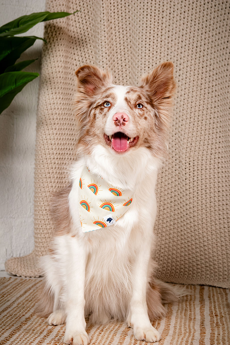 Dog wearing a rainbow-patterned sweater sitting on a textured surface.