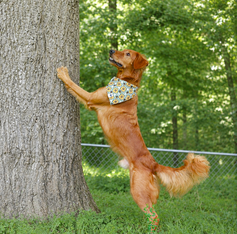 A golden retriever dog stands on its hind legs and presses its front paws against a large tree trunk in a grassy backyard. The dog is wearing a squirrel bandana with a blue, yellow, and white design.