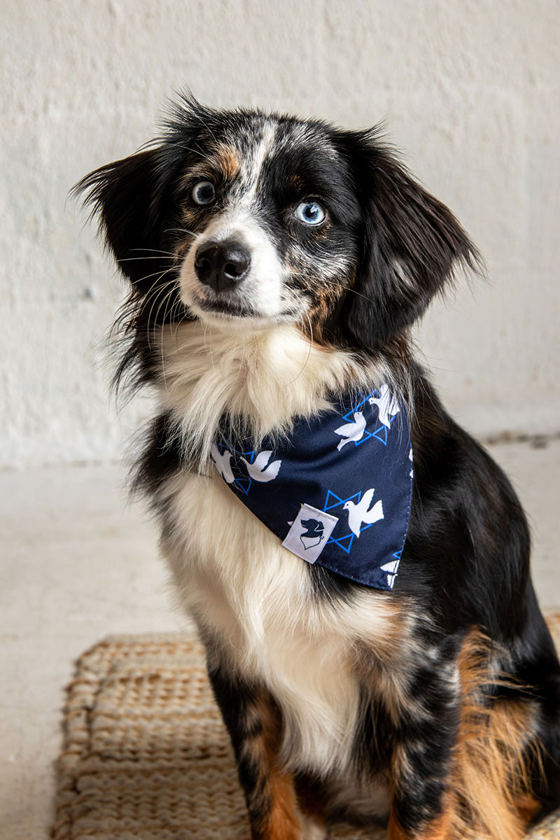 Mini Aussie wearing the Dog Bandana Co. Hanukkah Reversible Dog Bandana