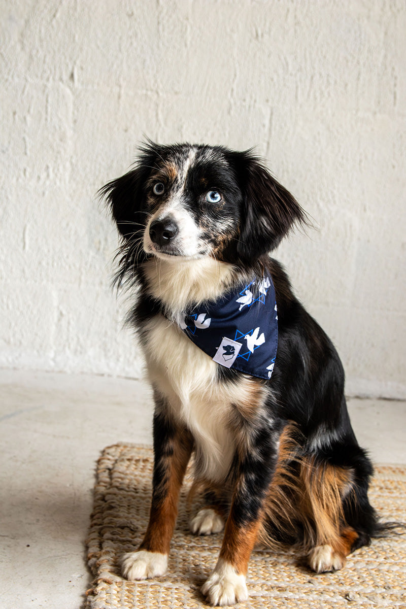 Mini Aussie wearing the Dog Bandana Co. Hanukkah Reversible Dog Bandana