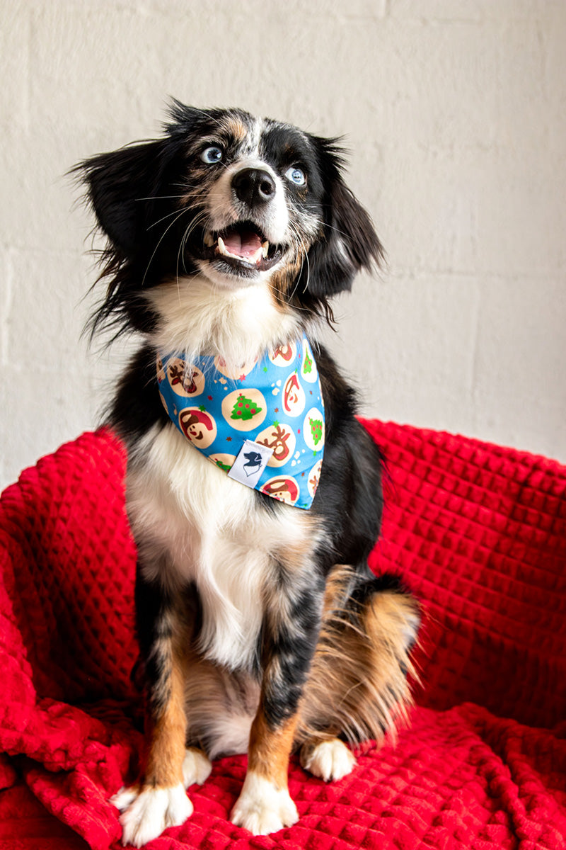 Mini Aussie wearing the Dog Bandana Co. Holiday Cookie Christmas Reversible Dog Bandana with the holiday cookie side showing