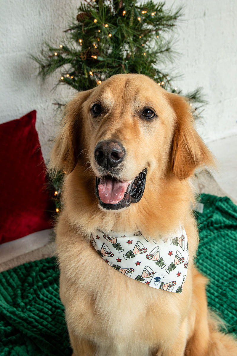 A golden retriever dog wearing the Dog Bandana Co. Holly Martini Christmas Reversible Dog Bandana with the martini side showing