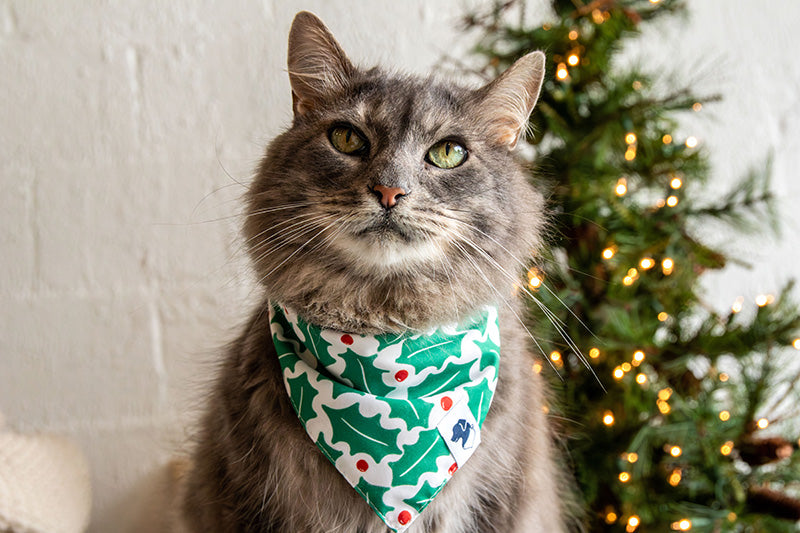A cat wearing the Dog Bandana Co. Holly Martini Christmas Reversible Dog Bandana with the Holly side showing