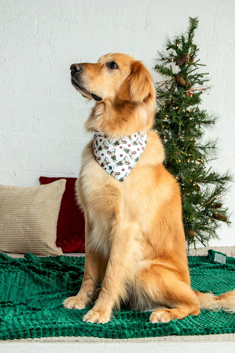 A golden retriever dog wearing the Dog Bandana Co. Holly Martini Christmas Reversible Dog Bandana with the martini side showing