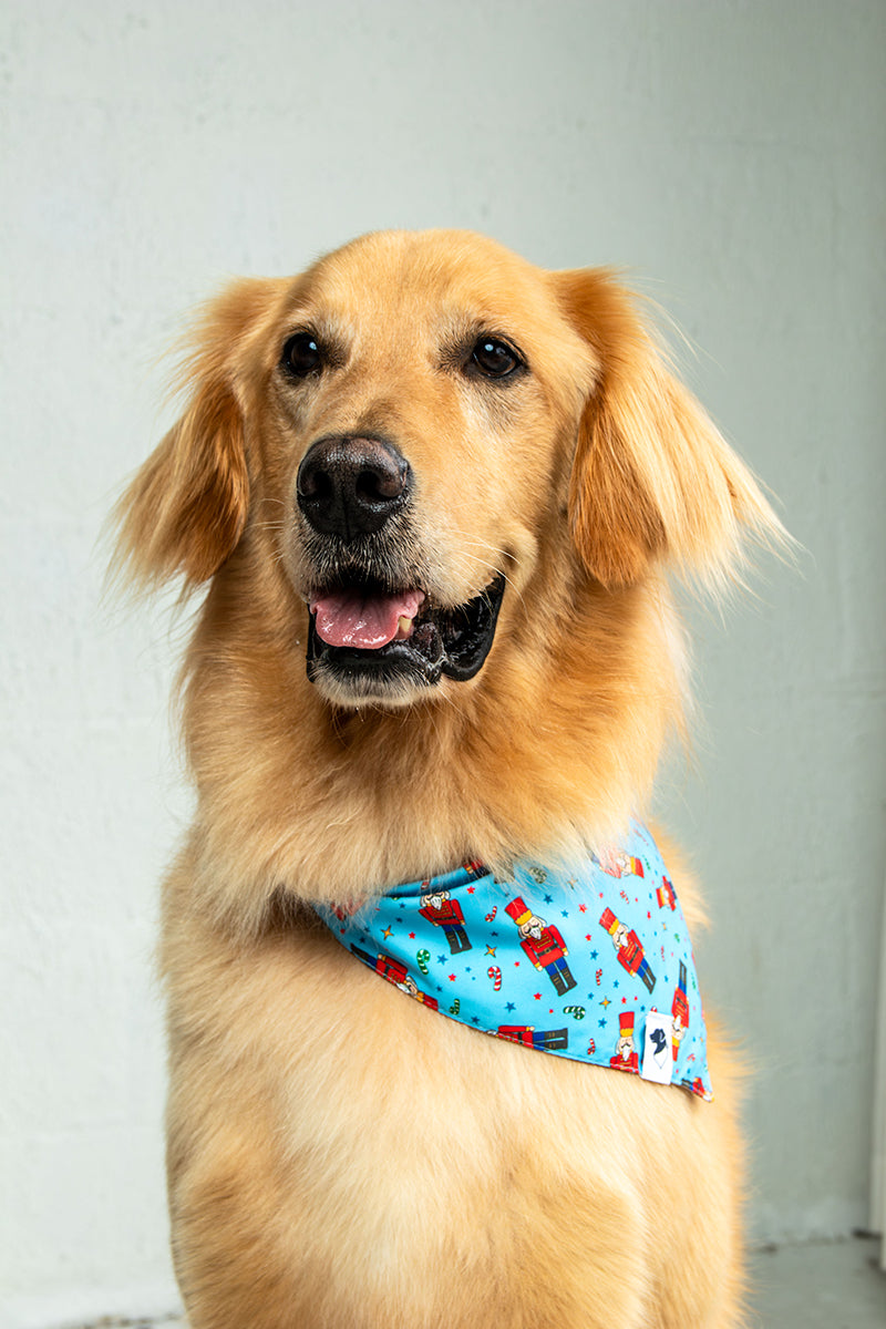 Golden Retriever wearing the Dog Bandana Co. Nutcracker & Red Truck Christmas Reversible Dog Bandana with the nutcracker side showing