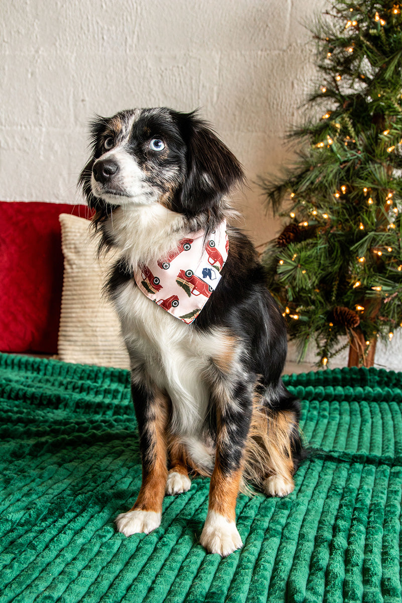 Mini Aussie wearing the Dog Bandana Co. Nutcracker & Red Truck Christmas Reversible Dog Bandana with the red truck side showing