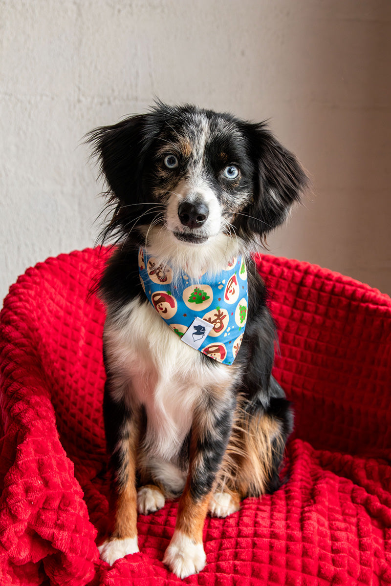 Mini Aussie wearing the Dog Bandana Co. Holiday Cookie Christmas Reversible Dog Bandana with the holiday cookie side showing