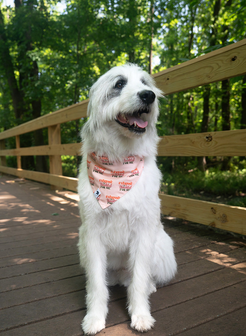 White dog wearing Everyone Is Thankful reversible Thanksgiving dog bandana