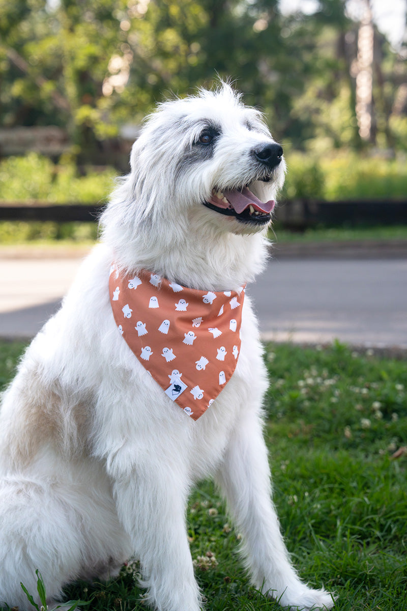Mixed Breed dog wearing Mummy & Ghost reversible Halloween dog bandana flipped to the ghost side