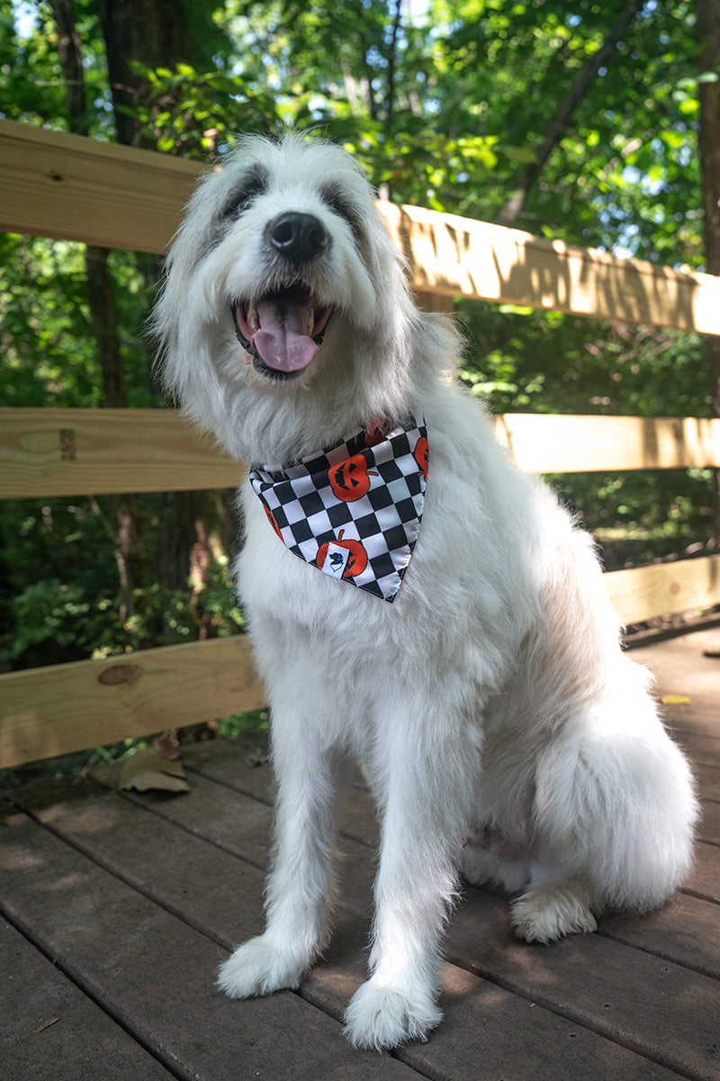White dog wearing Halloween Plaid reversible dog bandana with pumpkin side showing