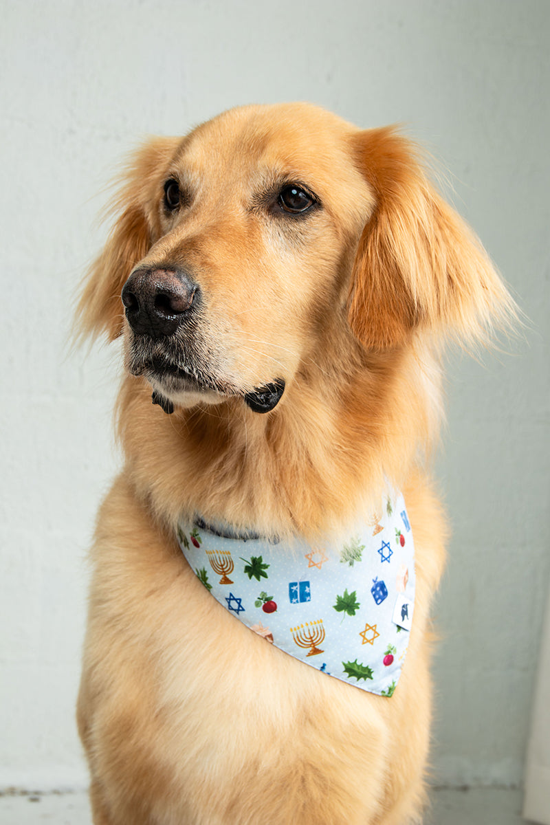 Golden Retriever wearing the Dog Bandana Co. Hanukkah Reversible Dog Bandana