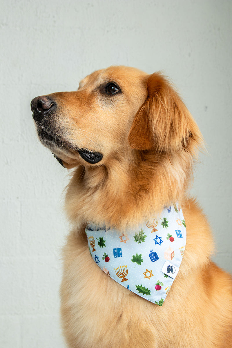 A golden retriever dog wearing the Dog Bandana Co. Hanukkah Reversible Dog Bandana
