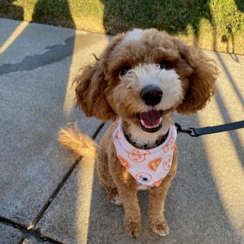 Orange dog bandana best sale