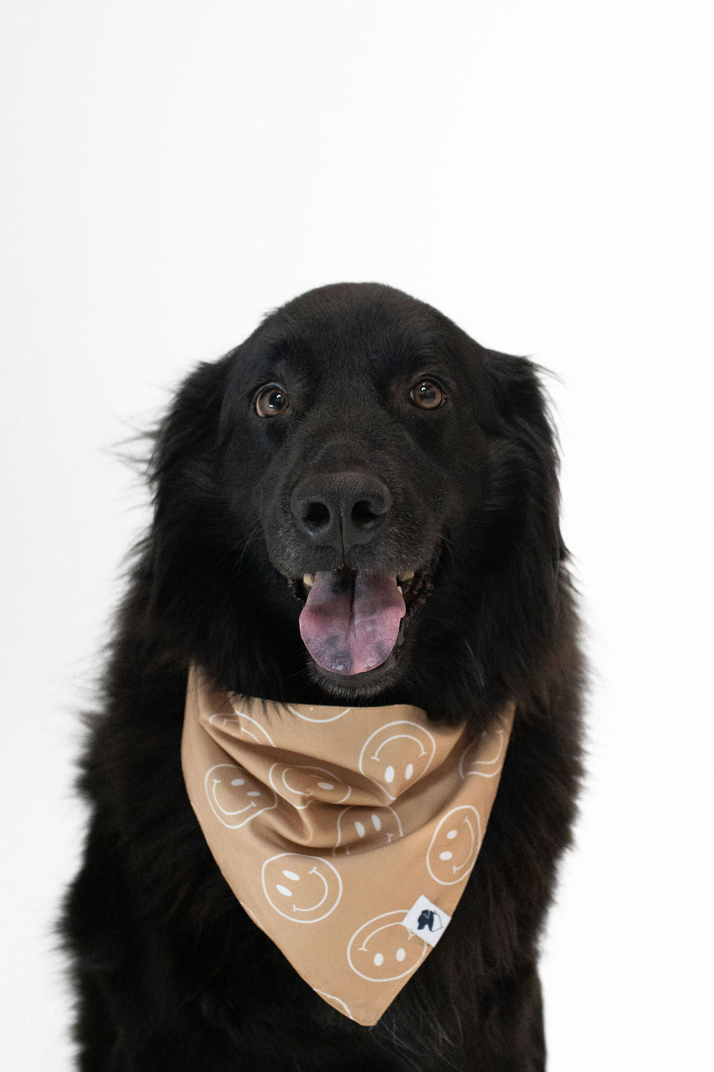 Handkerchief hotsell on dog