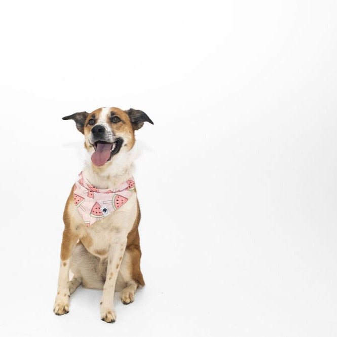 Watermelon dog outlet bandana