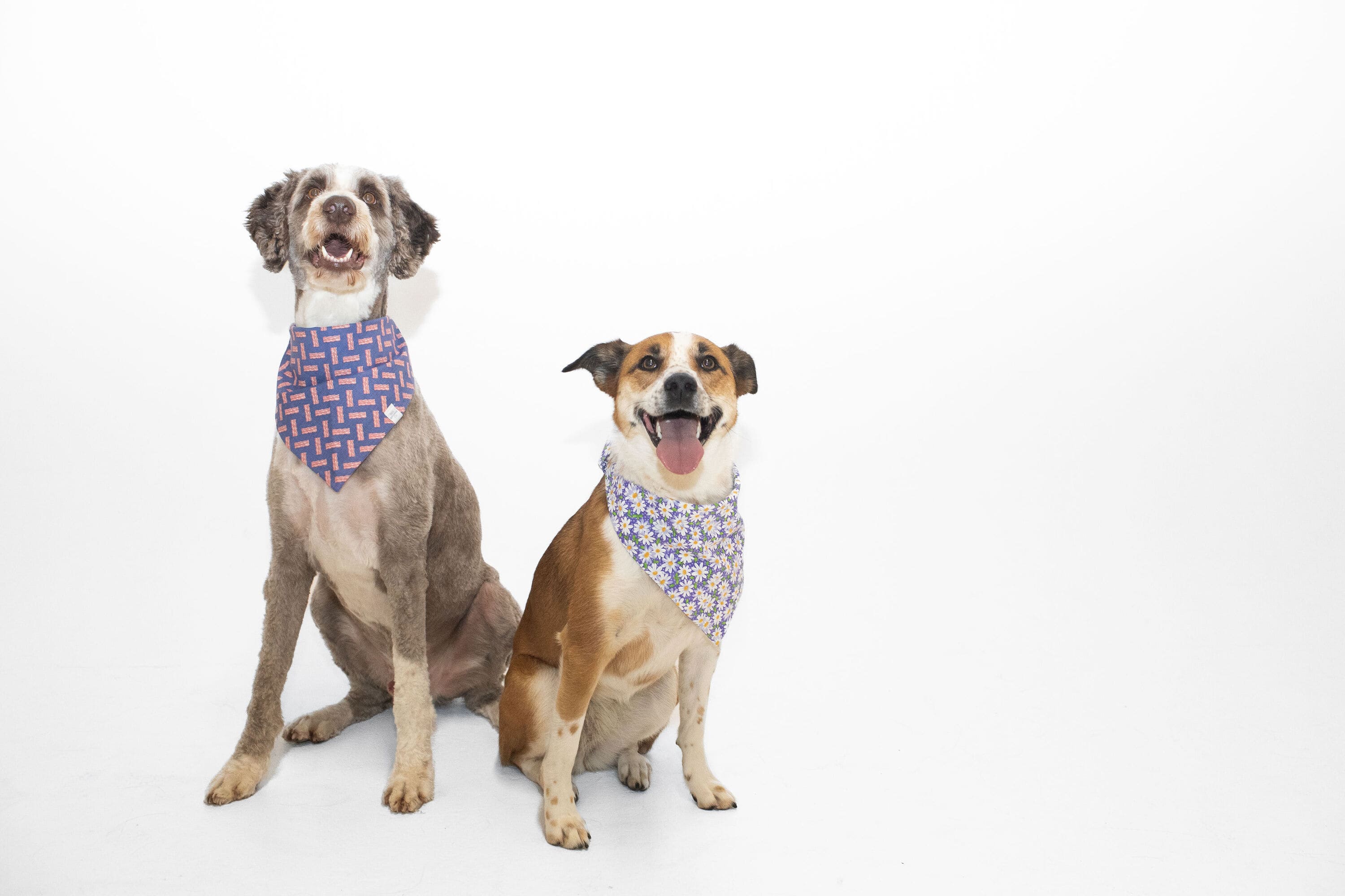 Shop Online Trendy Dog Bandanas And Collars Dog Bandana Co   JLH 6111 1 1 