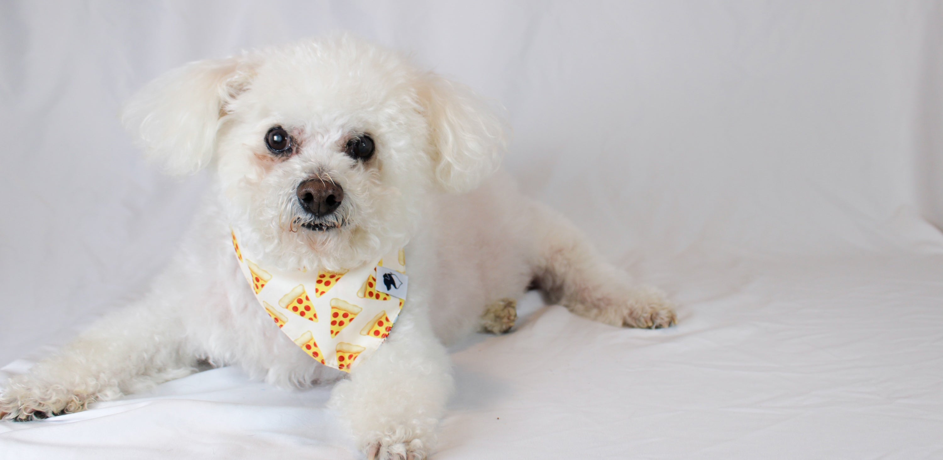 Stylish 2024 dog bandanas