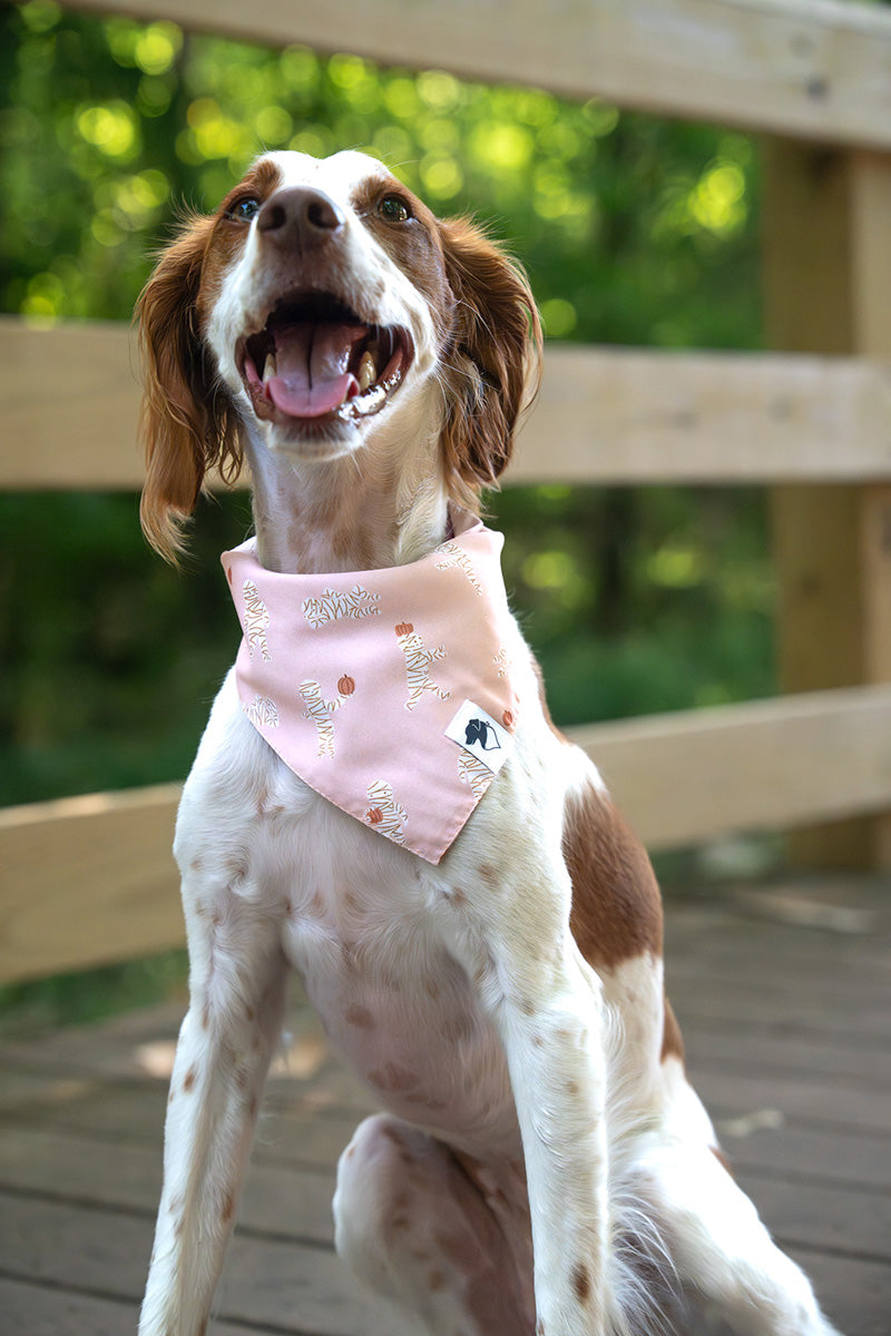 brittany spaniel wearing Mummy & Ghost reversible Halloween dog bandana flipped on the mummy side