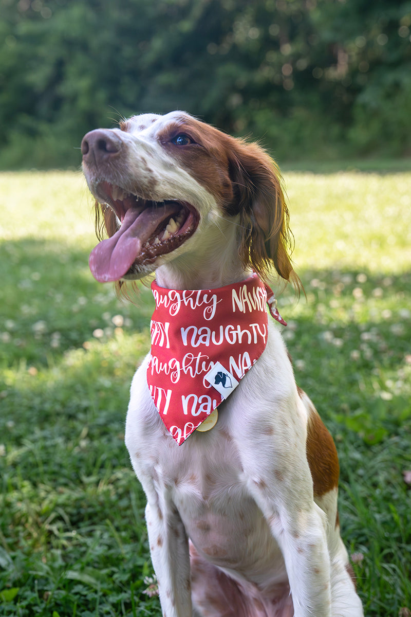dog wearing the Dog Bandana Co. Naughty or Nice Christmas Reversible Dog Bandana with the Naughty side showing