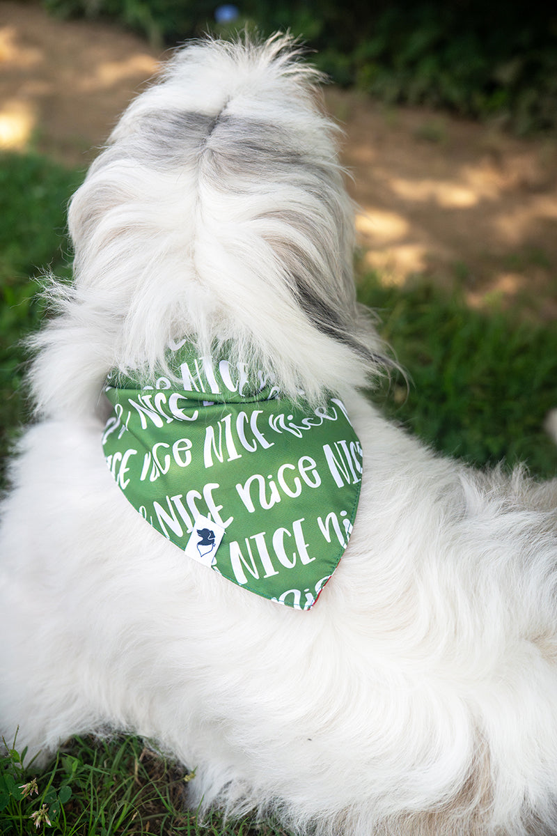 white dog wearing the Dog Bandana Co. Naughty or Nice Christmas Reversible Dog Bandana with the Nice side showing