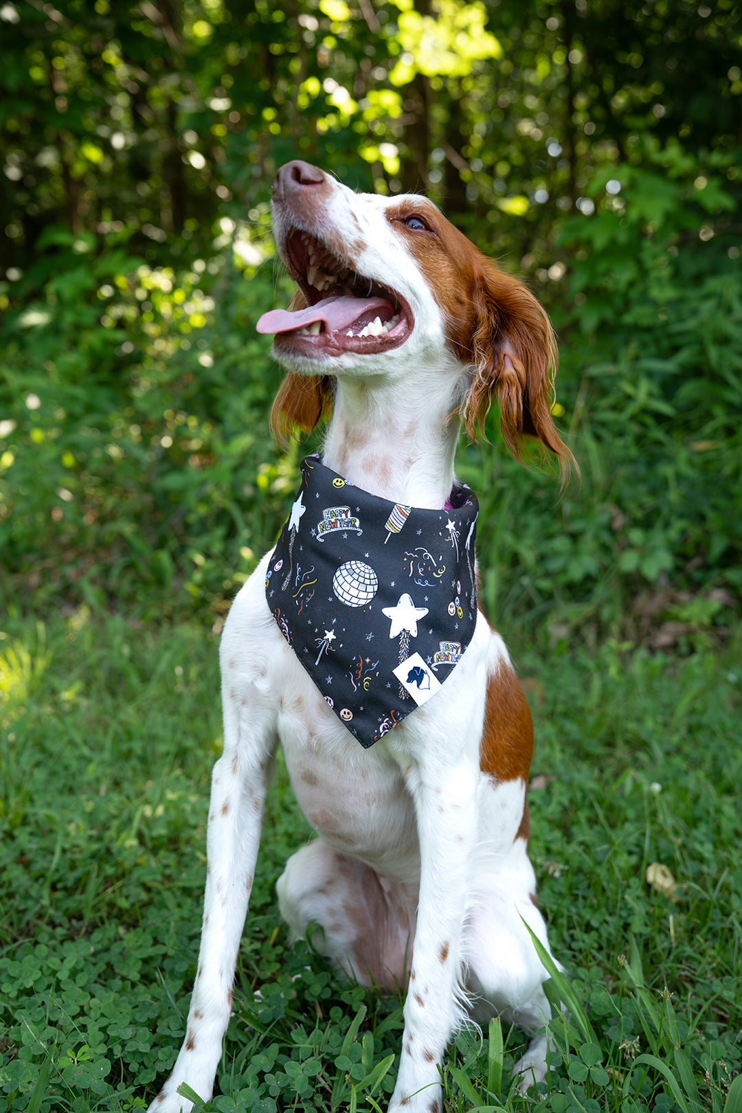 dog wearing the Dog Bandana Co. New Year’s Eve Reversible Dog Bandana