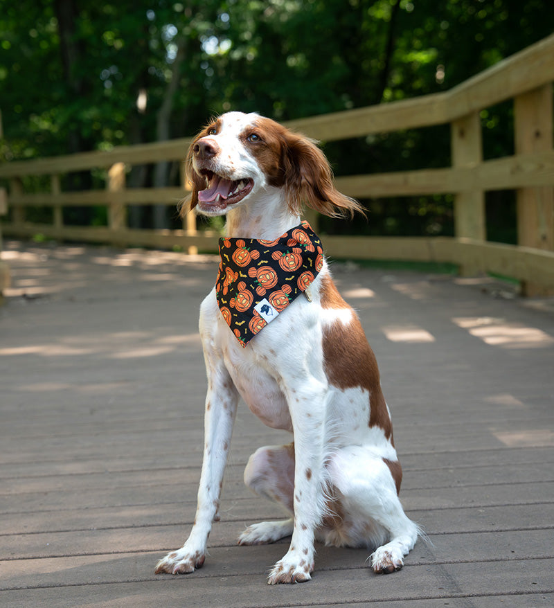 Dog wearing a Halloween-themed pumpkin bandana