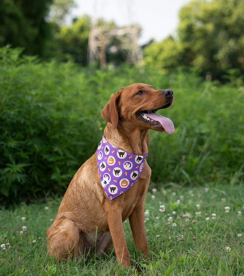Brown dog wearing a purple bandana with halloween cookies on it.