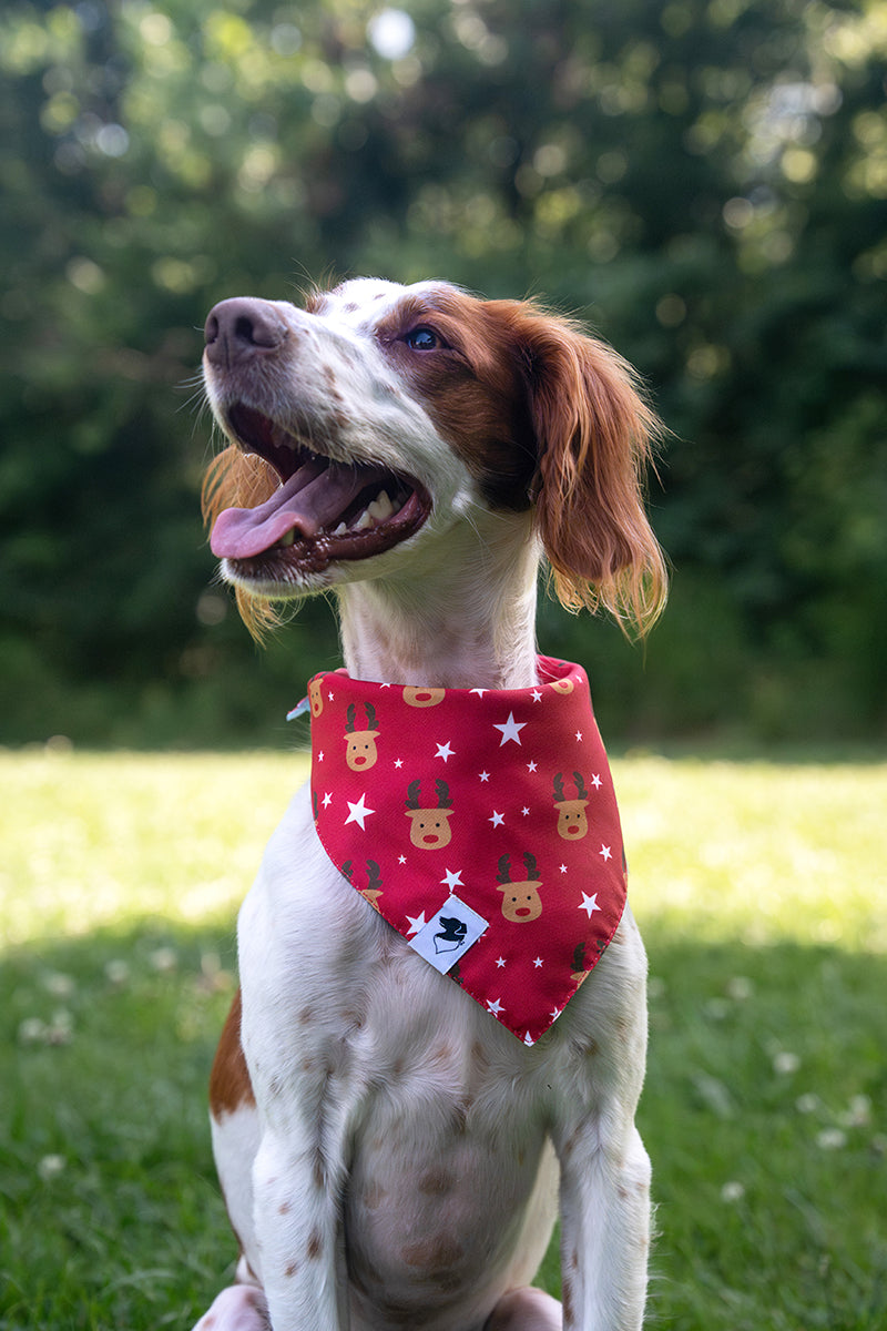 Dog wearing the Dog Bandana Co. Reindeer & Penguin Christmas Reversible Dog Bandana