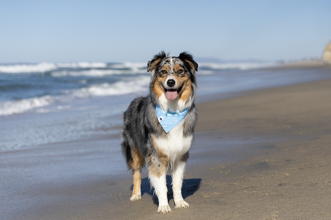 Dog wearing the Dog Bandana Co. Shores Reversible Bandana with palm trees and waves